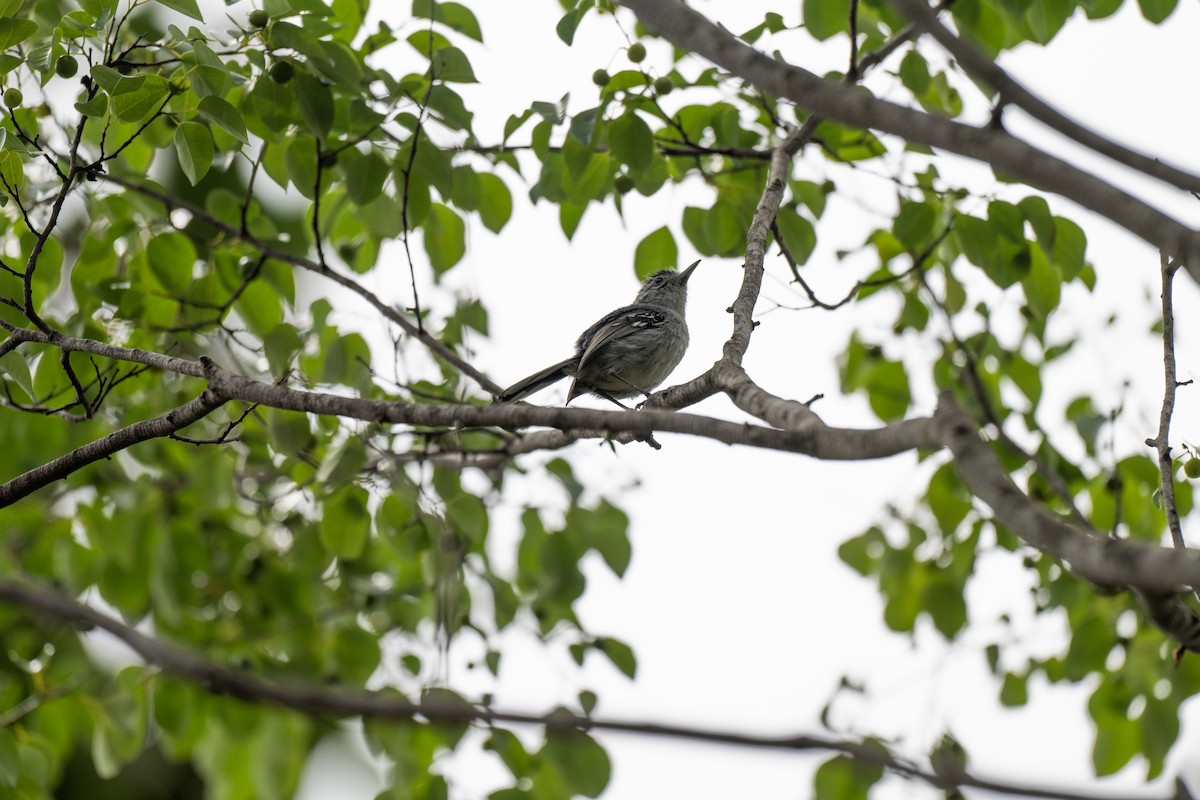 Kara Başlı Karıncaçıvgını - ML646144356