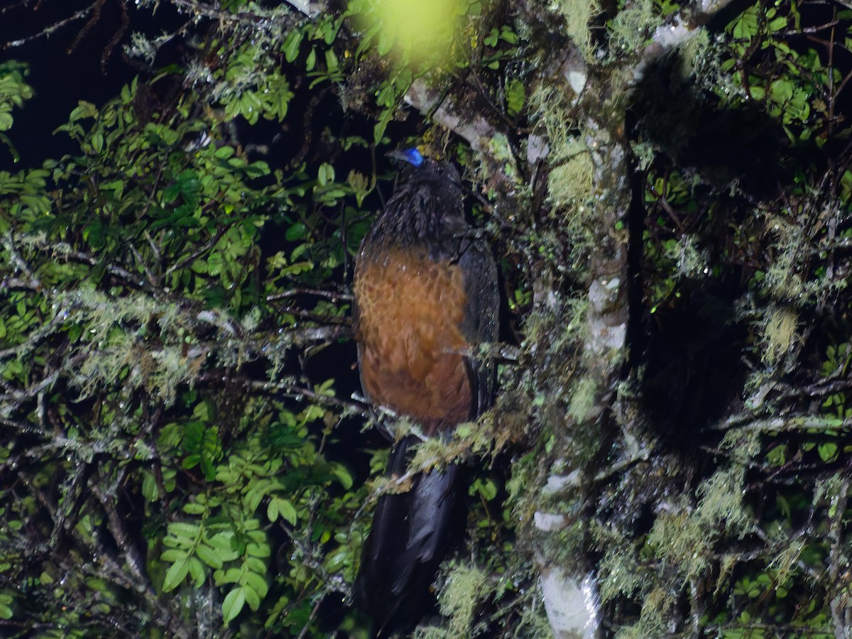 Sickle-winged Guan - ML646144359