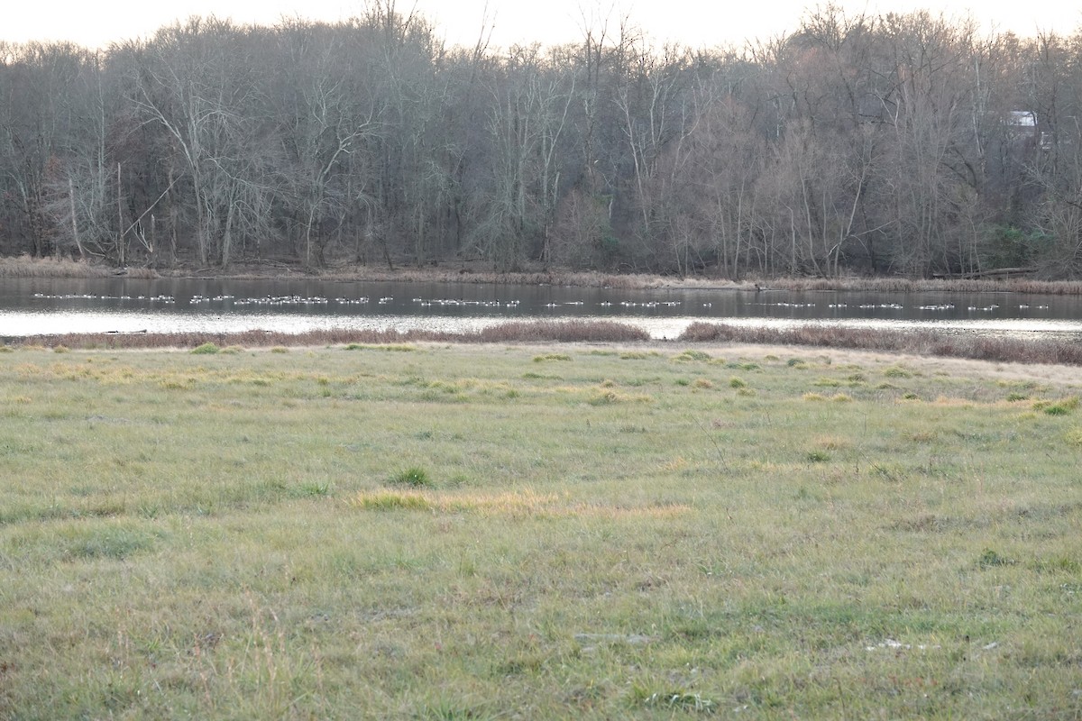 Canada Goose - ML646144360