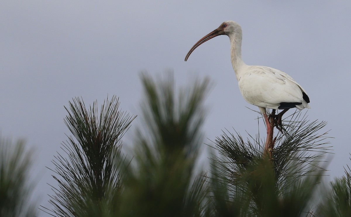 White Ibis - ML646144362