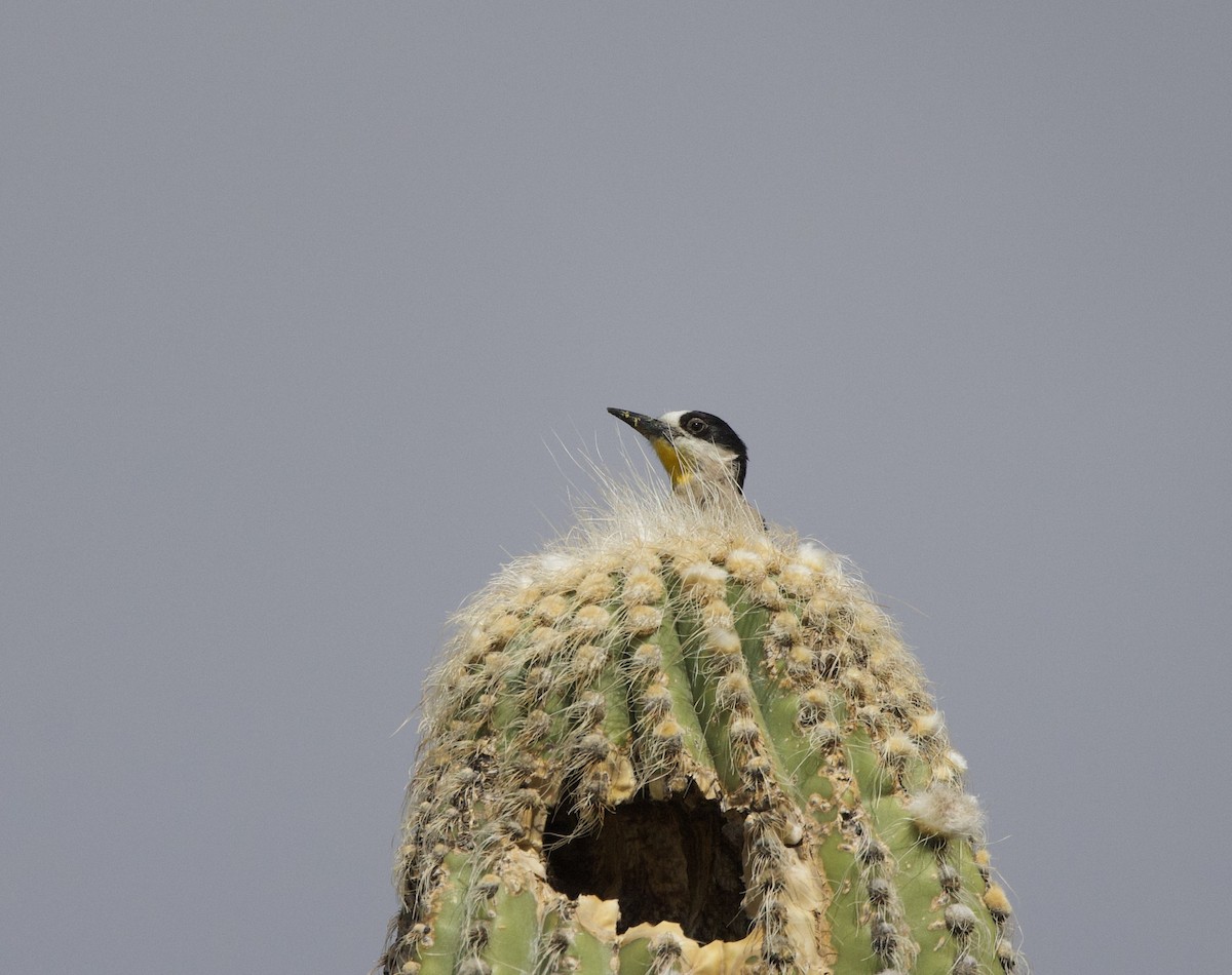 White-fronted Woodpecker - ML646144363