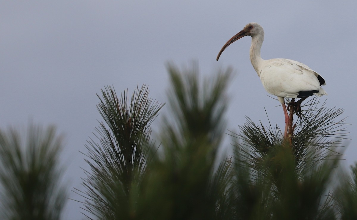 White Ibis - ML646144366