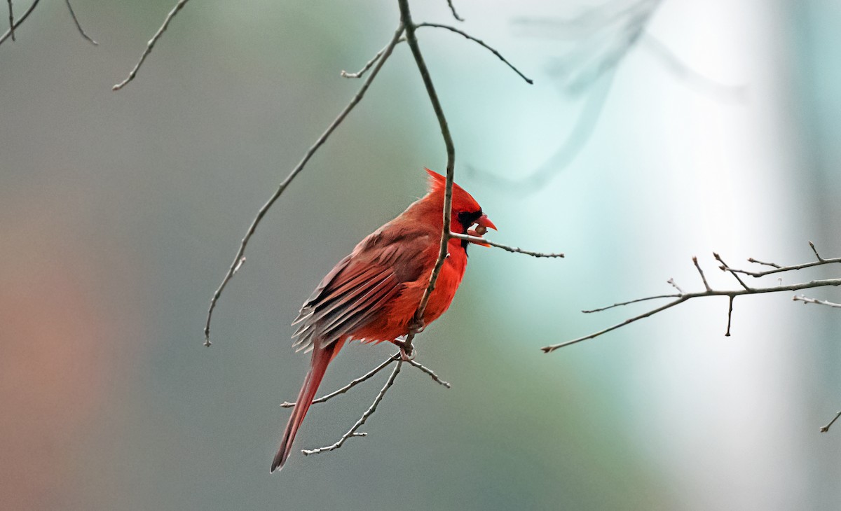 Northern Cardinal - ML646144385