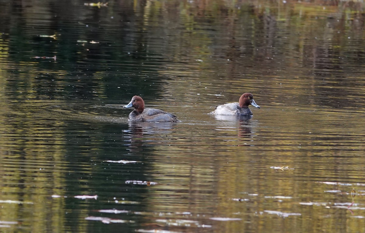 Redhead - ML646144386
