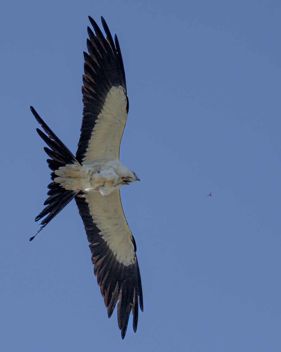 Swallow-tailed Kite - ML646144390
