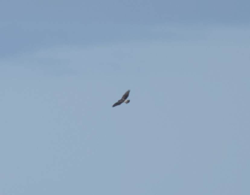 Swainson's Hawk - ML646144393