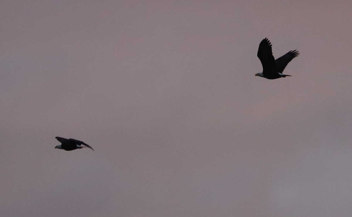 Bald Eagle - ML646144397