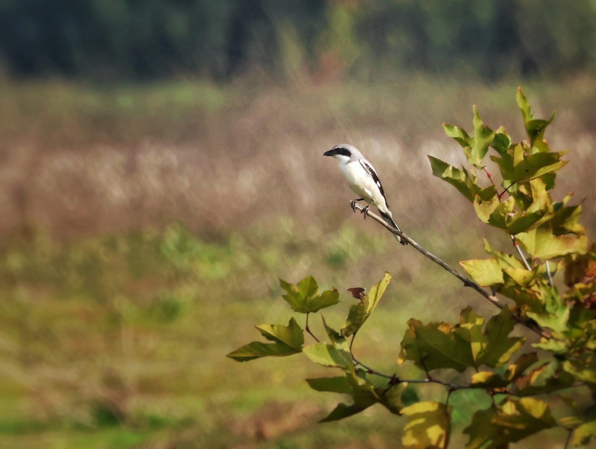 Loggerhead Shrike - ML646144399