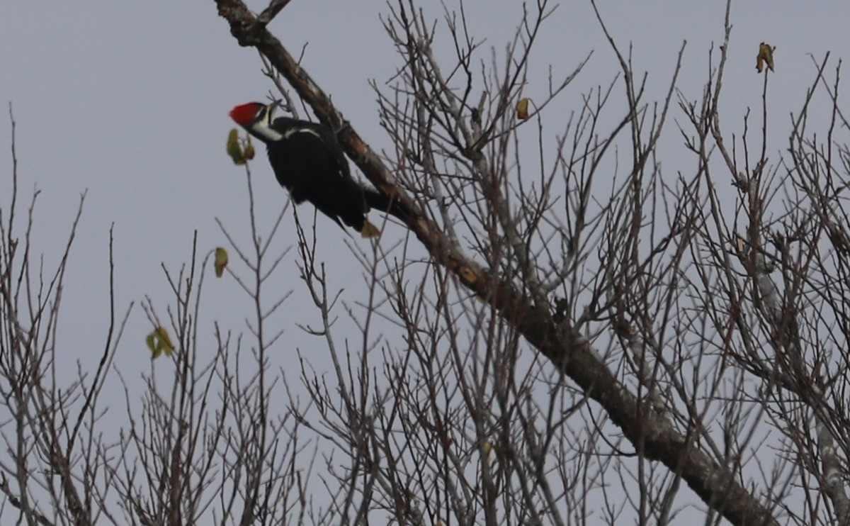 Pileated Woodpecker - ML646144402