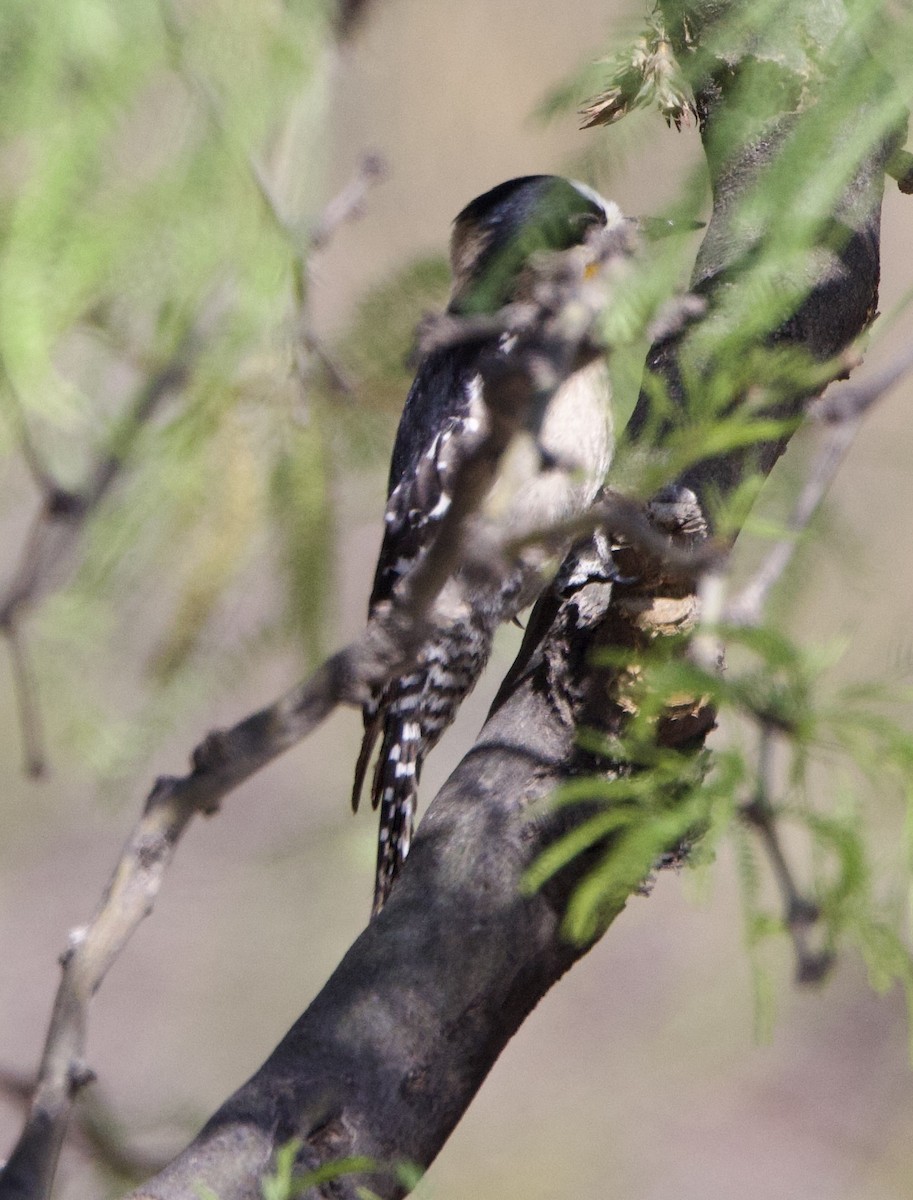White-fronted Woodpecker - ML646144403