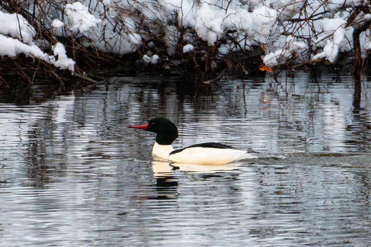 Common Merganser - ML646144404