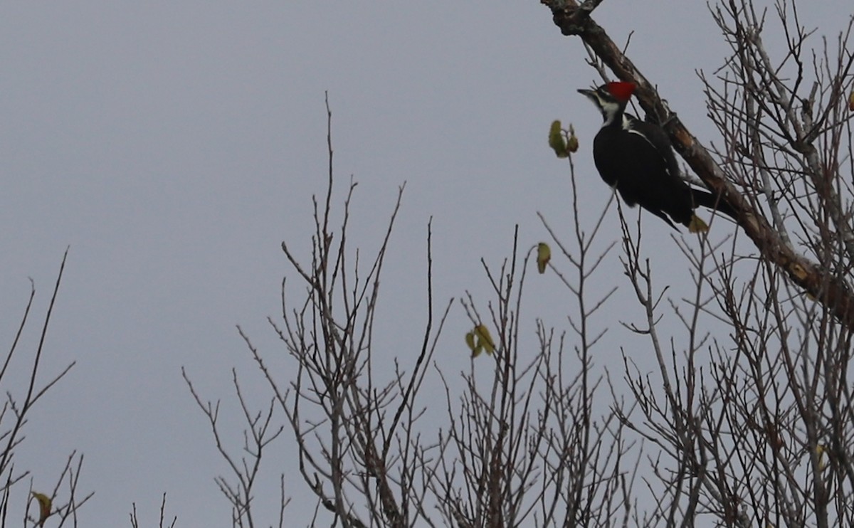 Pileated Woodpecker - ML646144405