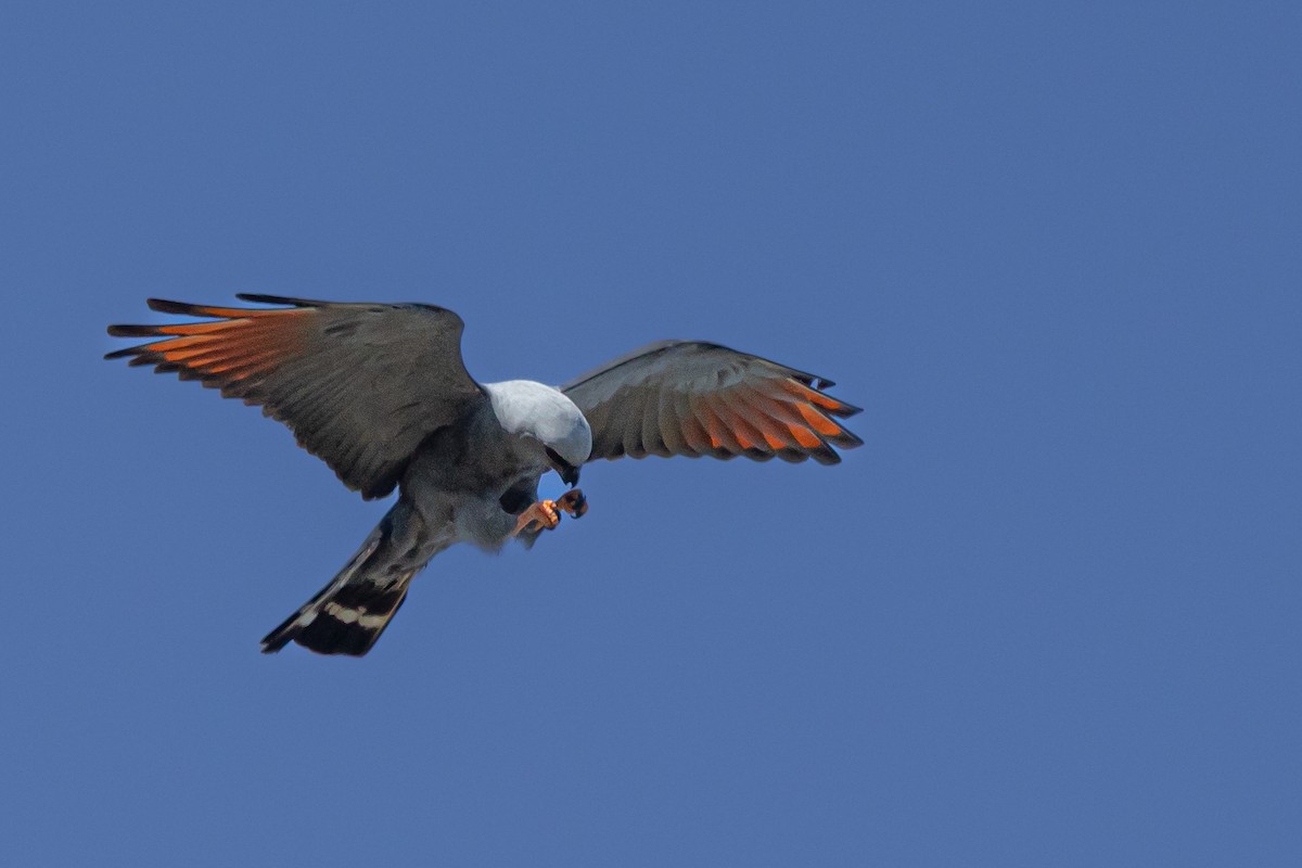 Plumbeous Kite - ML646144406