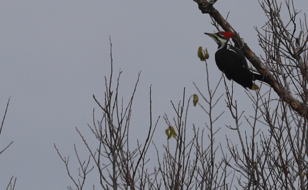 Pileated Woodpecker - ML646144410