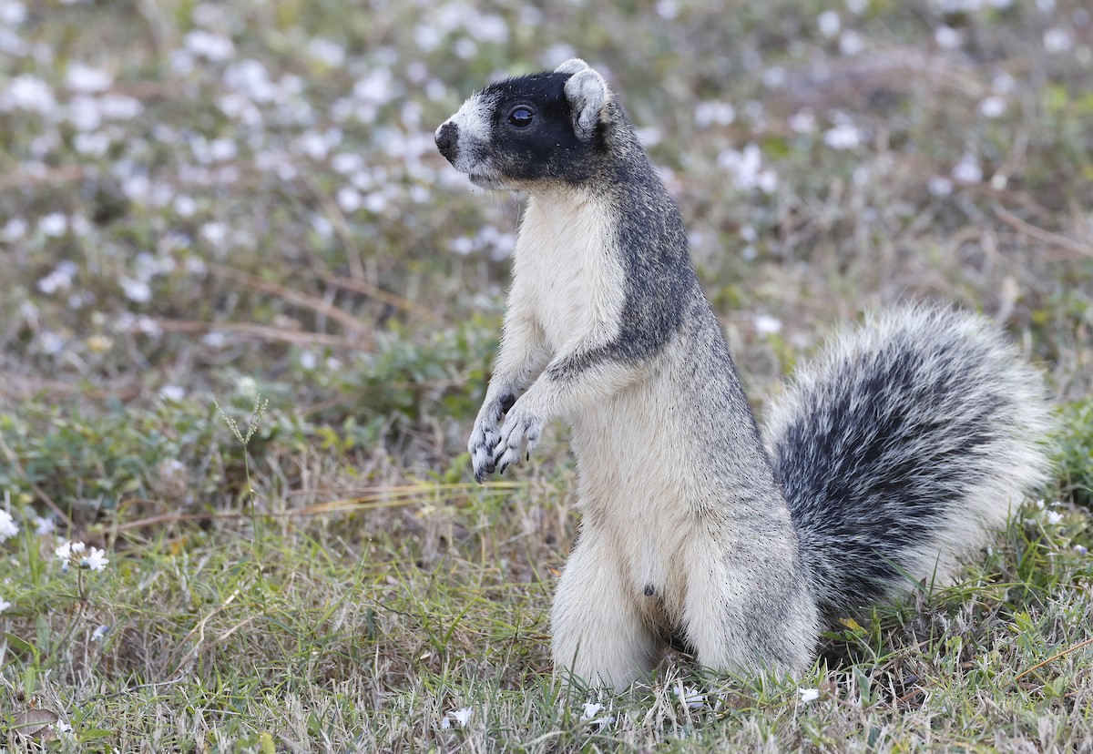 Squirrels - ML646144415