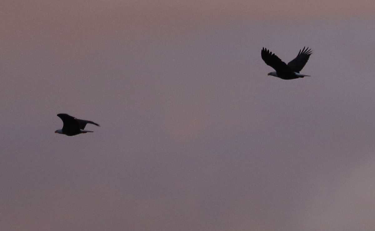 Bald Eagle - ML646144426