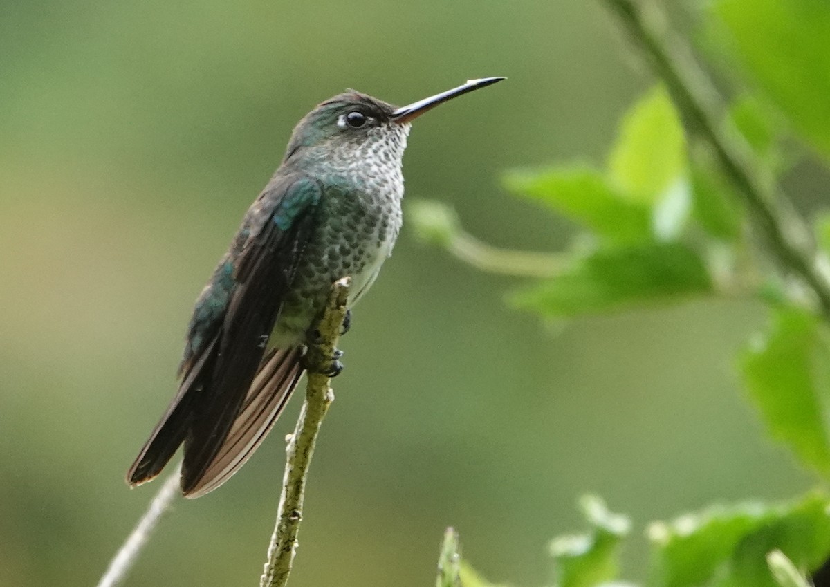 kolibřík kropenatý - ML646144434