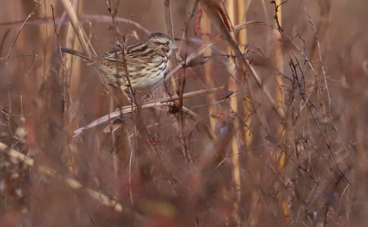 Song Sparrow (melodia/atlantica) - ML646144445
