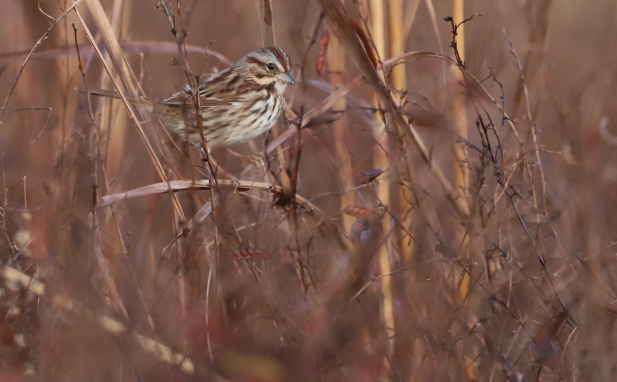 Song Sparrow (melodia/atlantica) - ML646144446