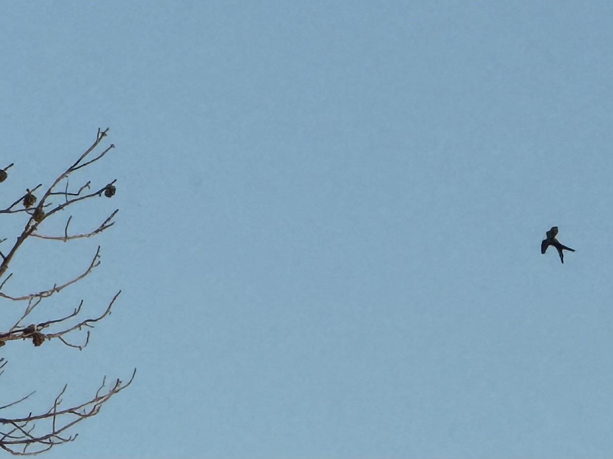 Scissor-tailed Flycatcher - ML646144447