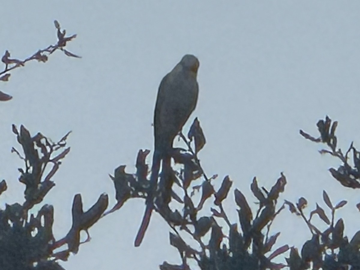 Scissor-tailed Flycatcher - ML646144448