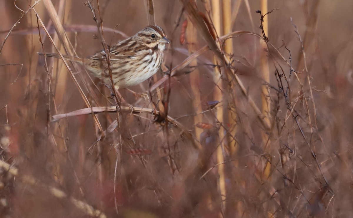 Song Sparrow (melodia/atlantica) - ML646144453