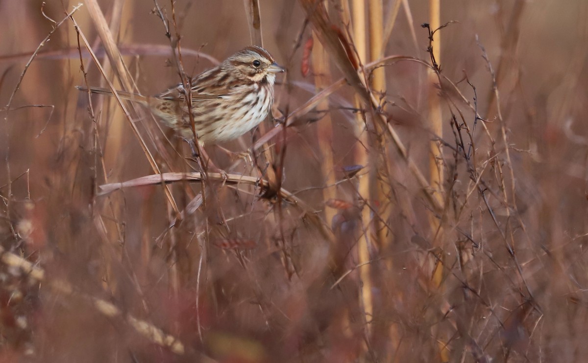Song Sparrow (melodia/atlantica) - ML646144454