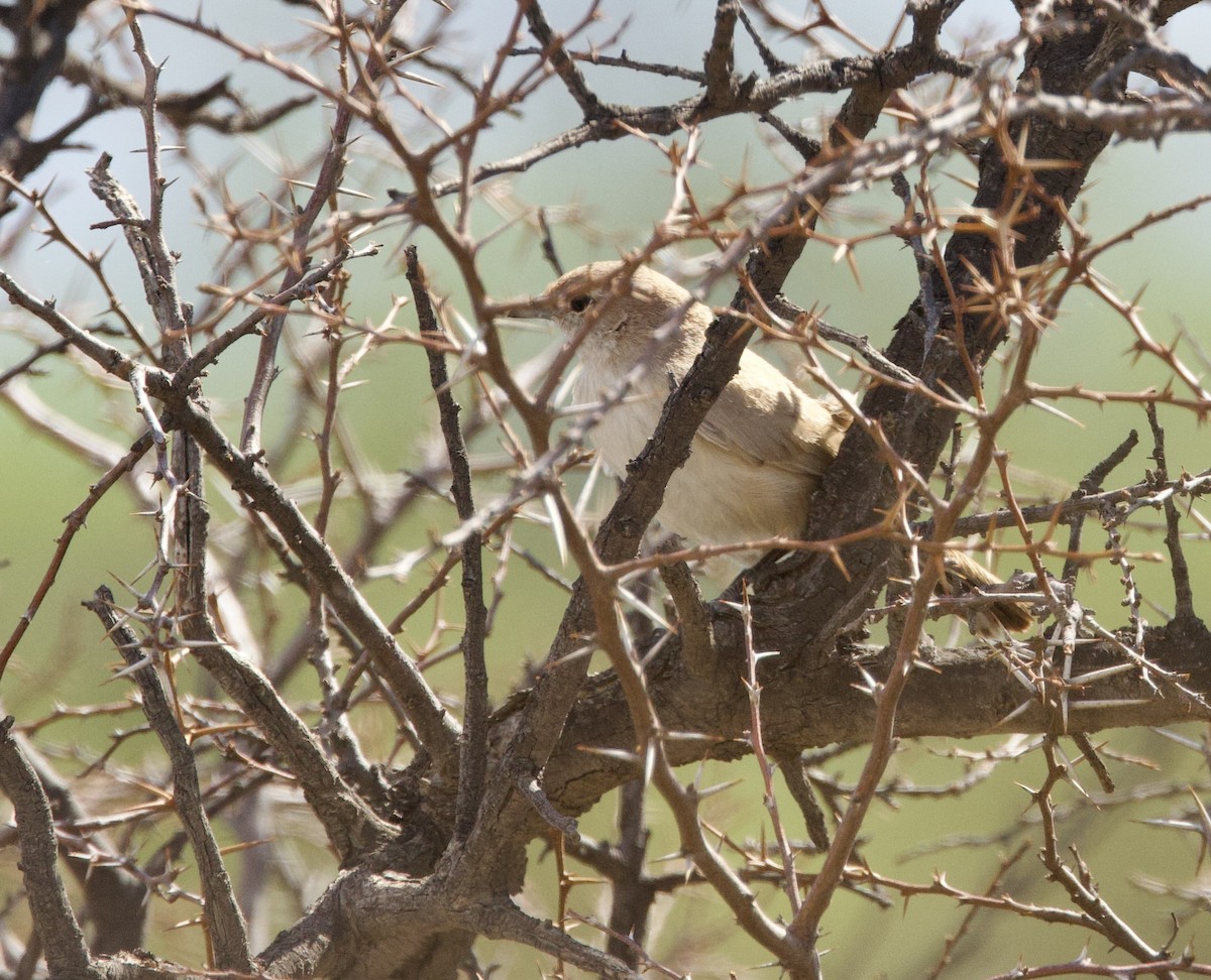 Sandy Gallito - ML646144457