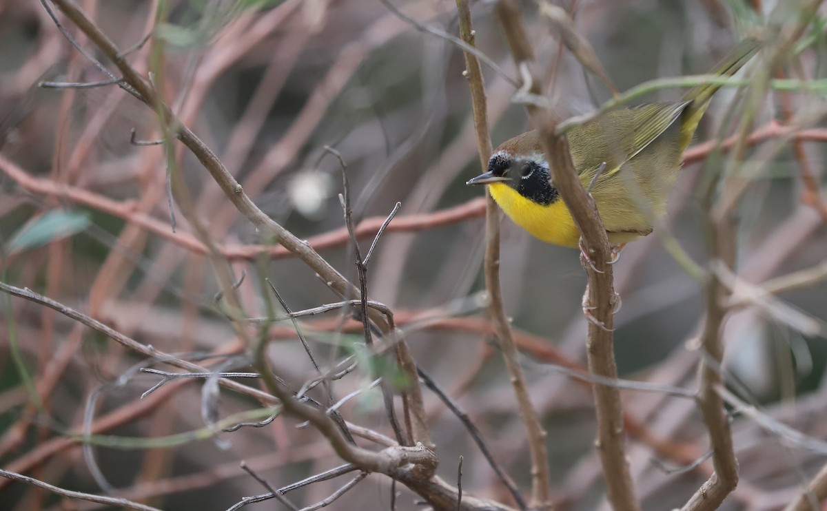 Common Yellowthroat - ML646144458