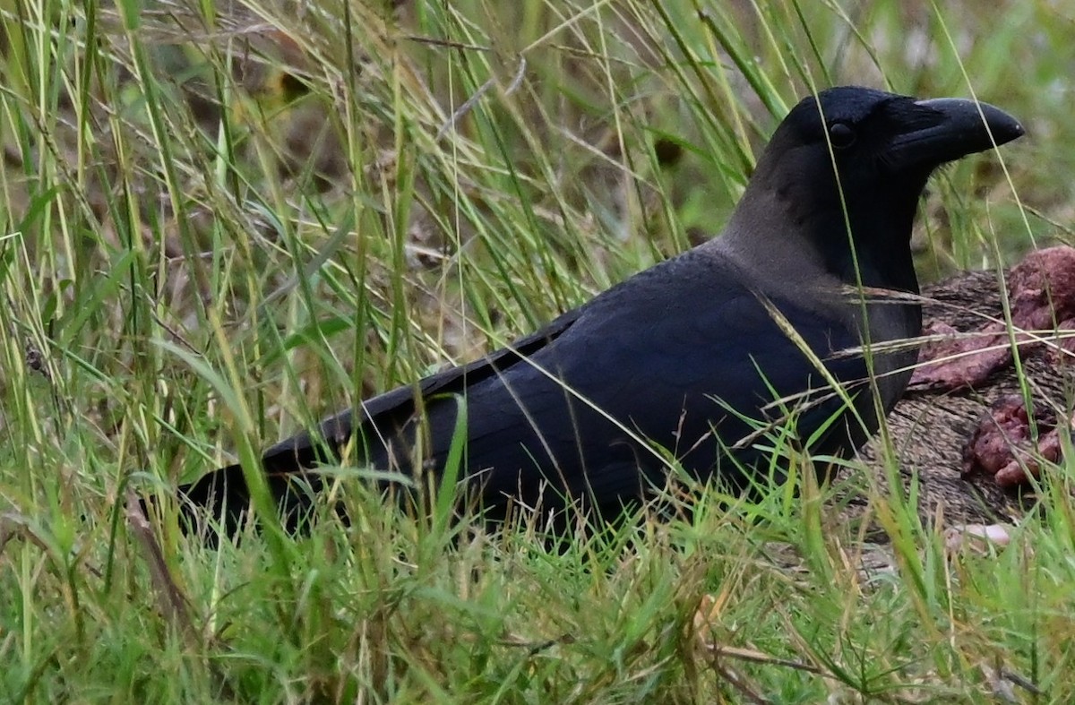 House Crow - ML646144461