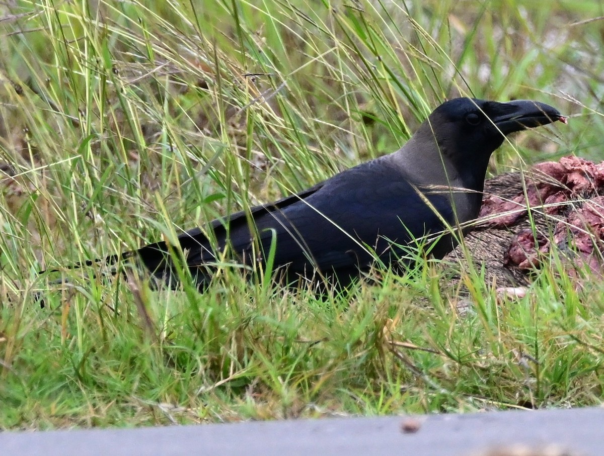 House Crow - ML646144462