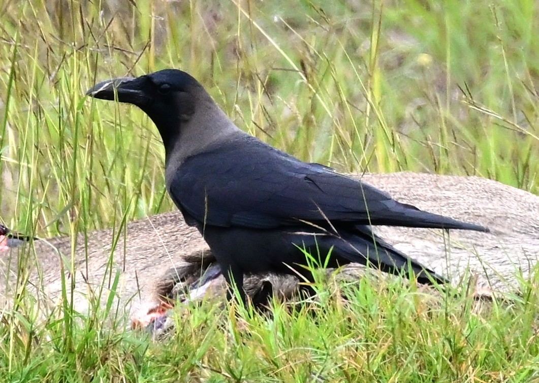 House Crow - ML646144463