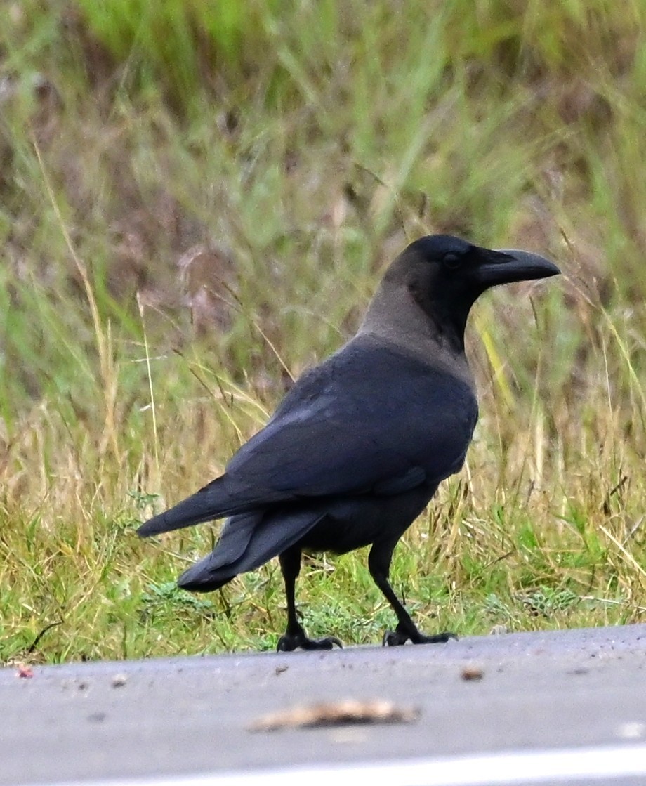 House Crow - ML646144464