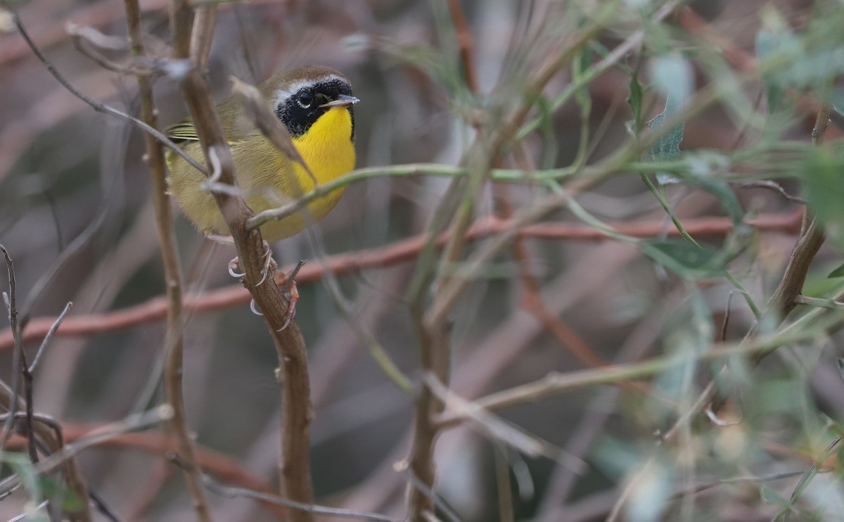 Common Yellowthroat - ML646144465