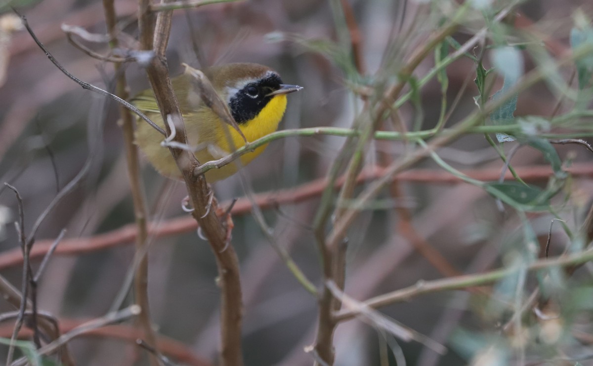 Common Yellowthroat - ML646144469