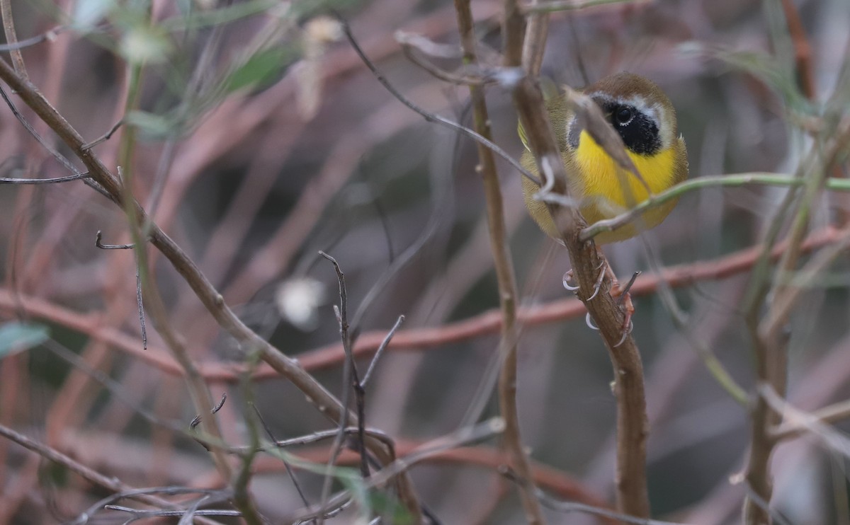 Common Yellowthroat - ML646144473