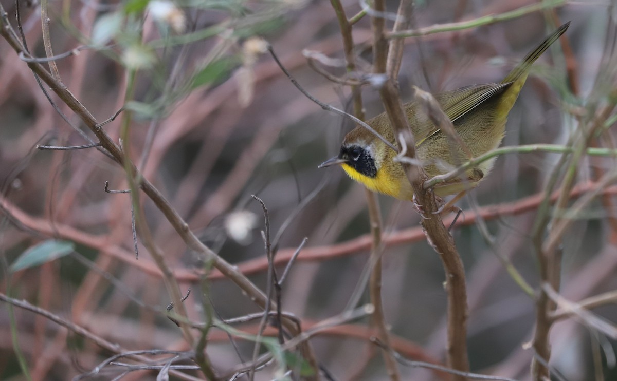 Common Yellowthroat - ML646144474