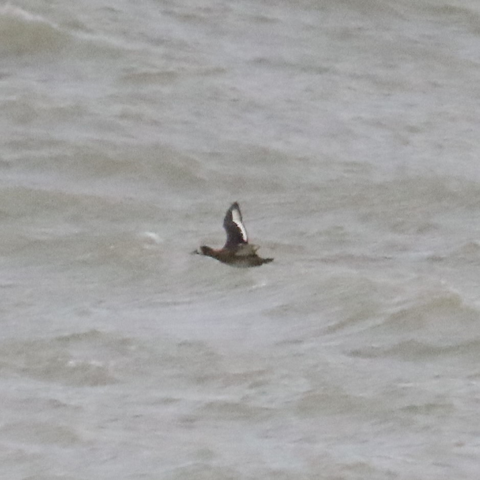 Тэнгисийн шумбуур - ML646144475