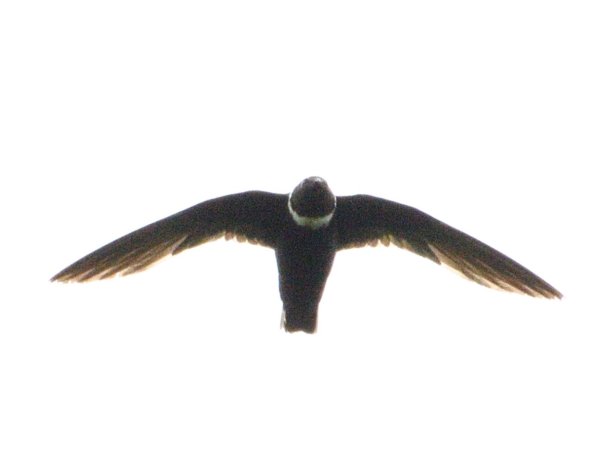 White-collared Swift - ML646144478