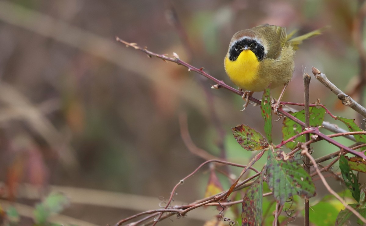 Common Yellowthroat - ML646144479