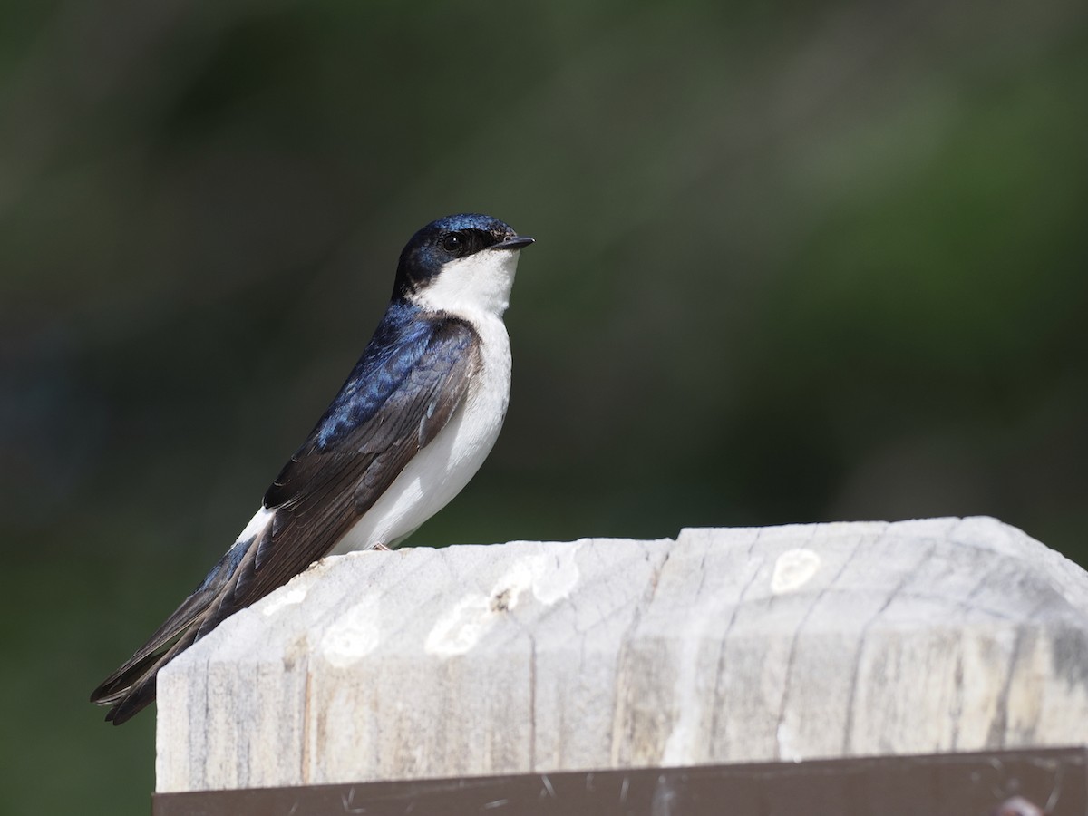 Chilean Swallow - ML646144480