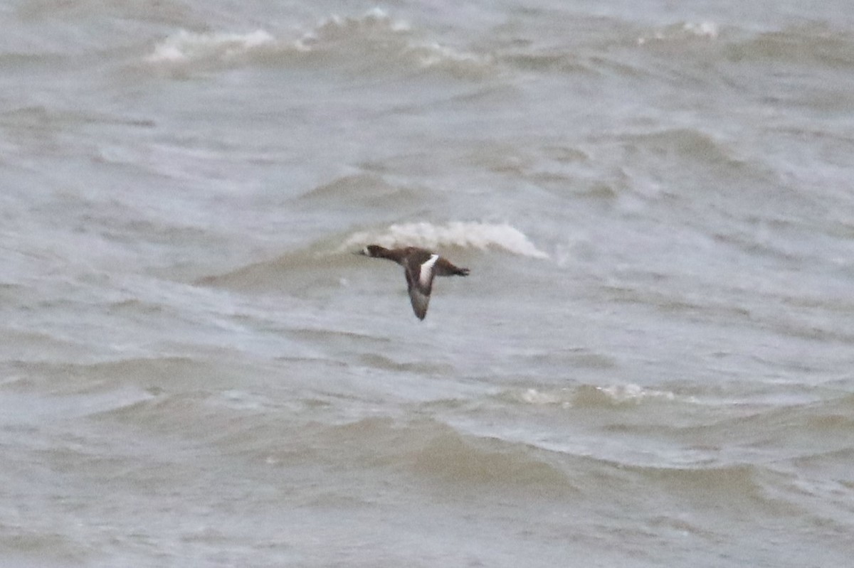 Тэнгисийн шумбуур - ML646144481