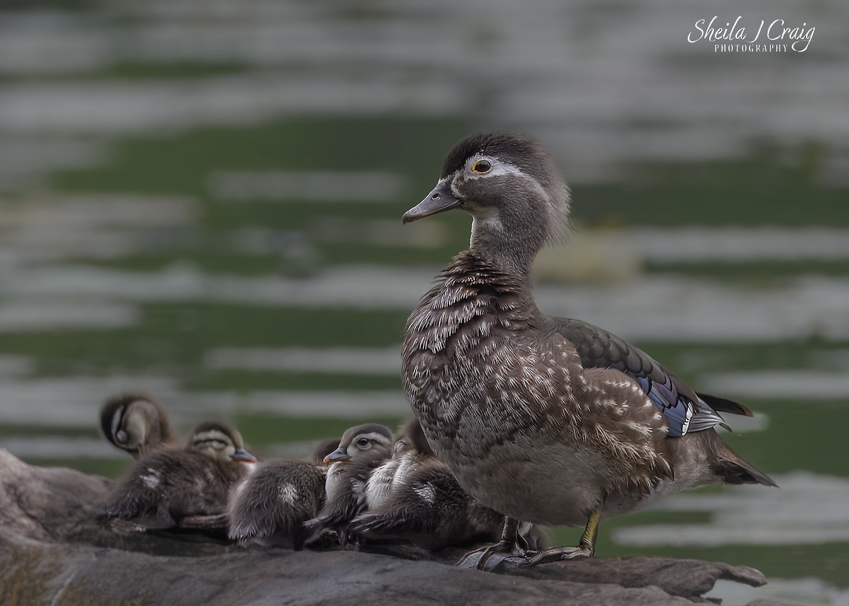 美洲鴛鴦 - ML646144494