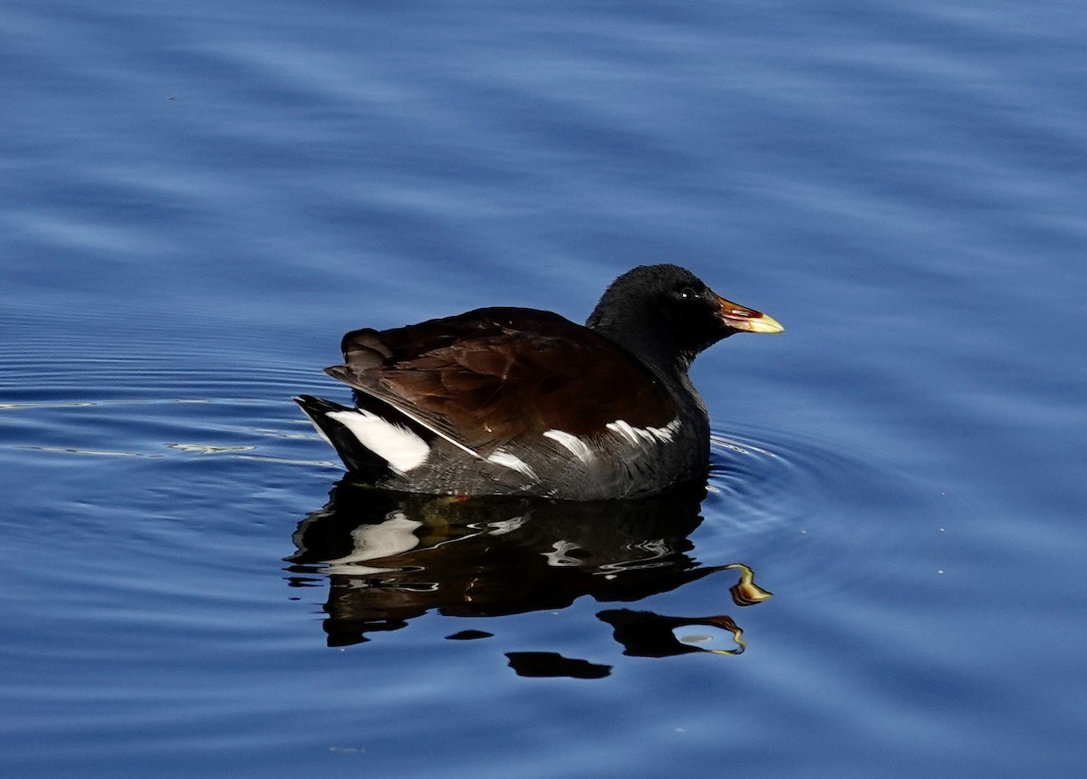 slípka americká - ML646144500