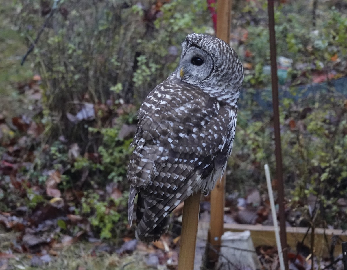 Barred Owl - ML646144515