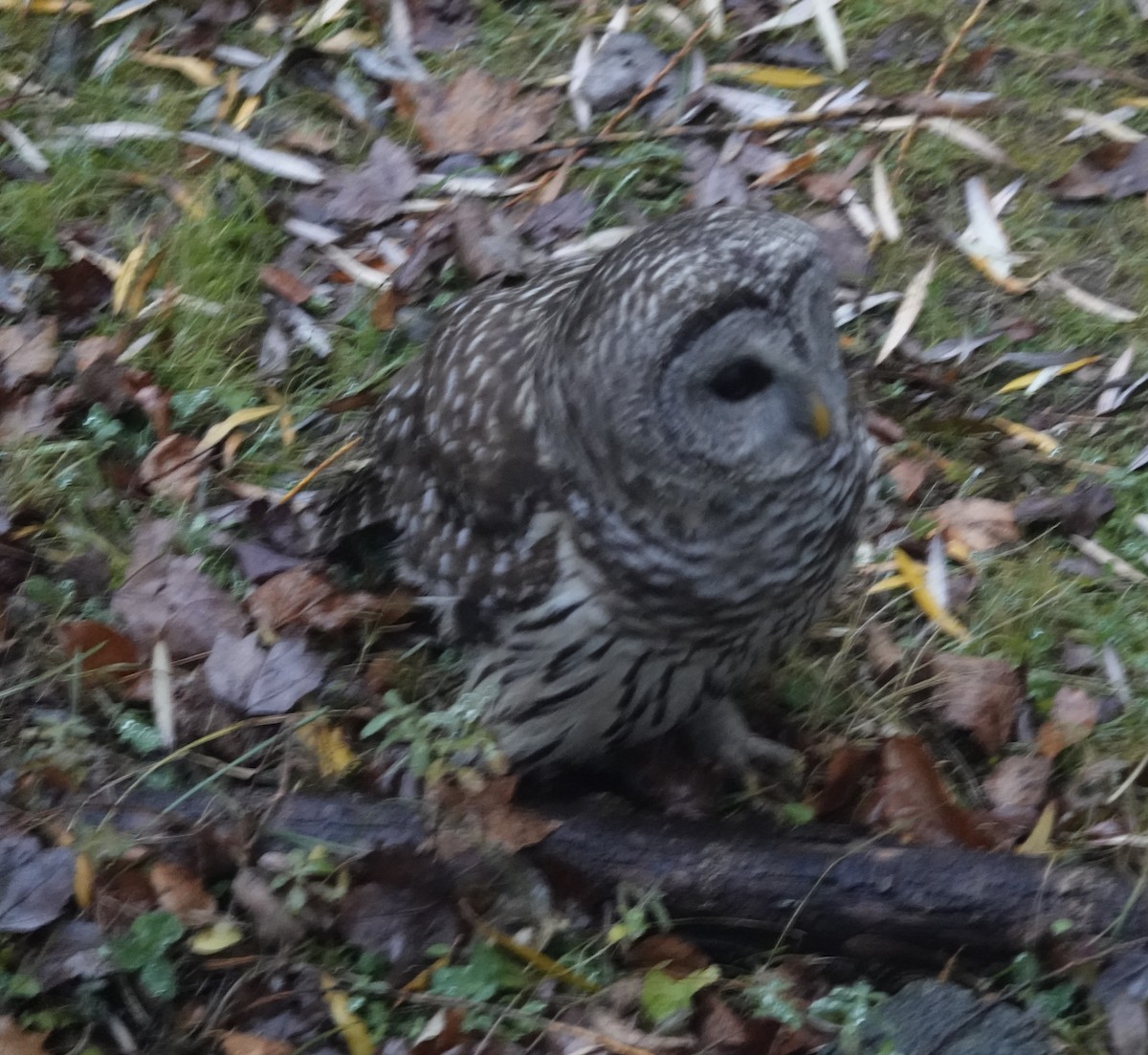 Barred Owl - ML646144516