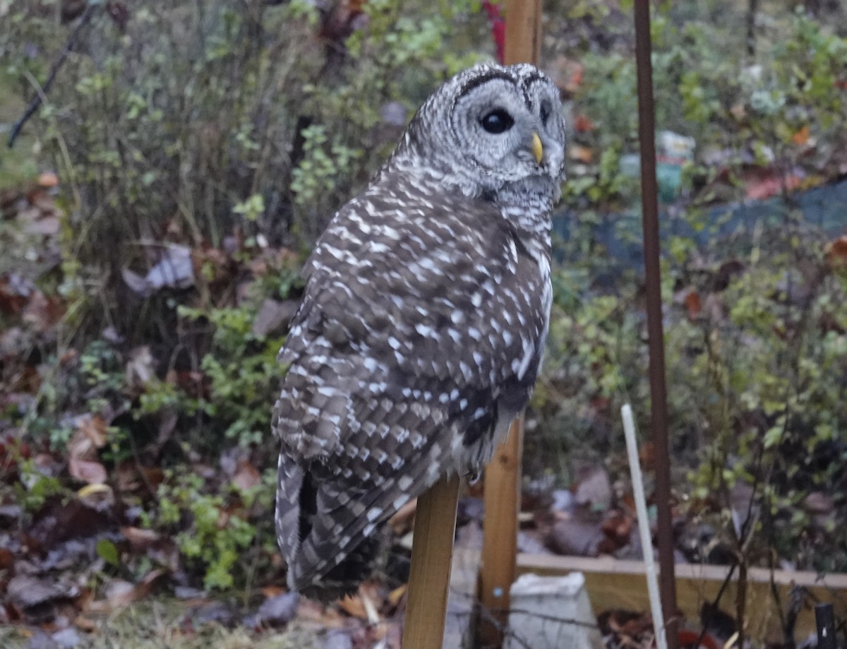 Barred Owl - ML646144517