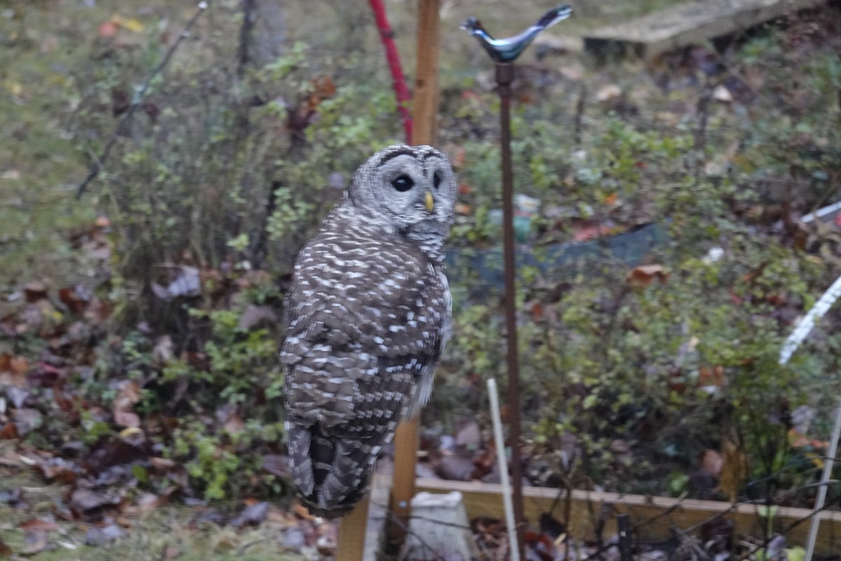Barred Owl - ML646144518