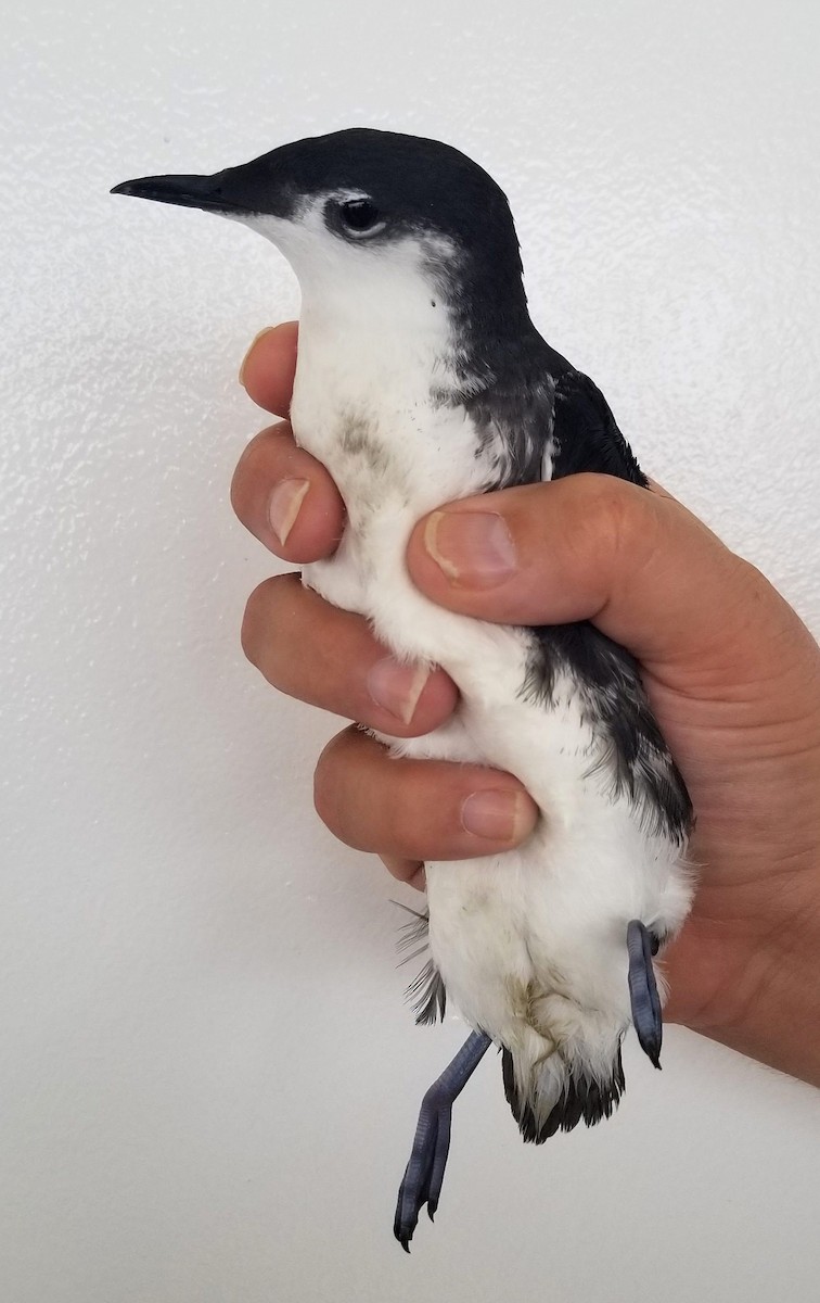 セグロウミスズメ - ML646144521