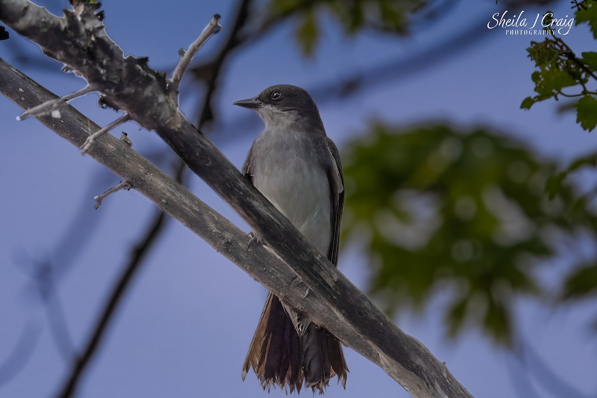 Tirano Oriental - ML646144529